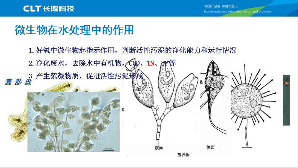 微生物的水處理作用